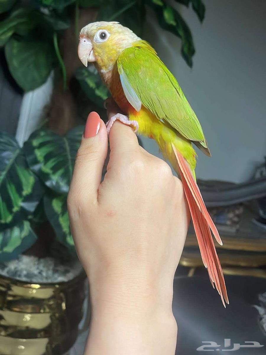 For sale pineapple-colored Sun Conure, strong coloring, very tame and playful64429708458626114