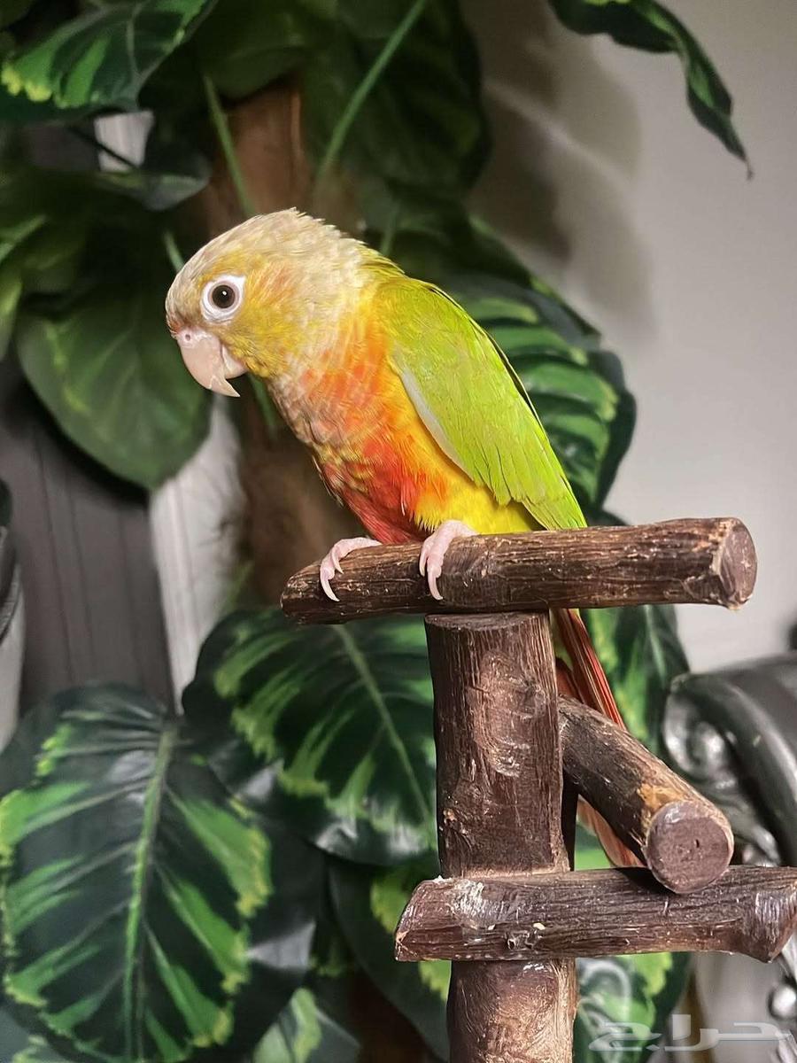 For sale pineapple-colored Sun Conure, strong coloring, very tame and playful64429708458626112