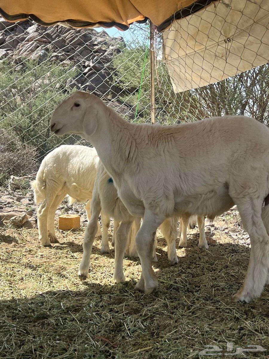 للبيع مشروع فحل64430003719042113