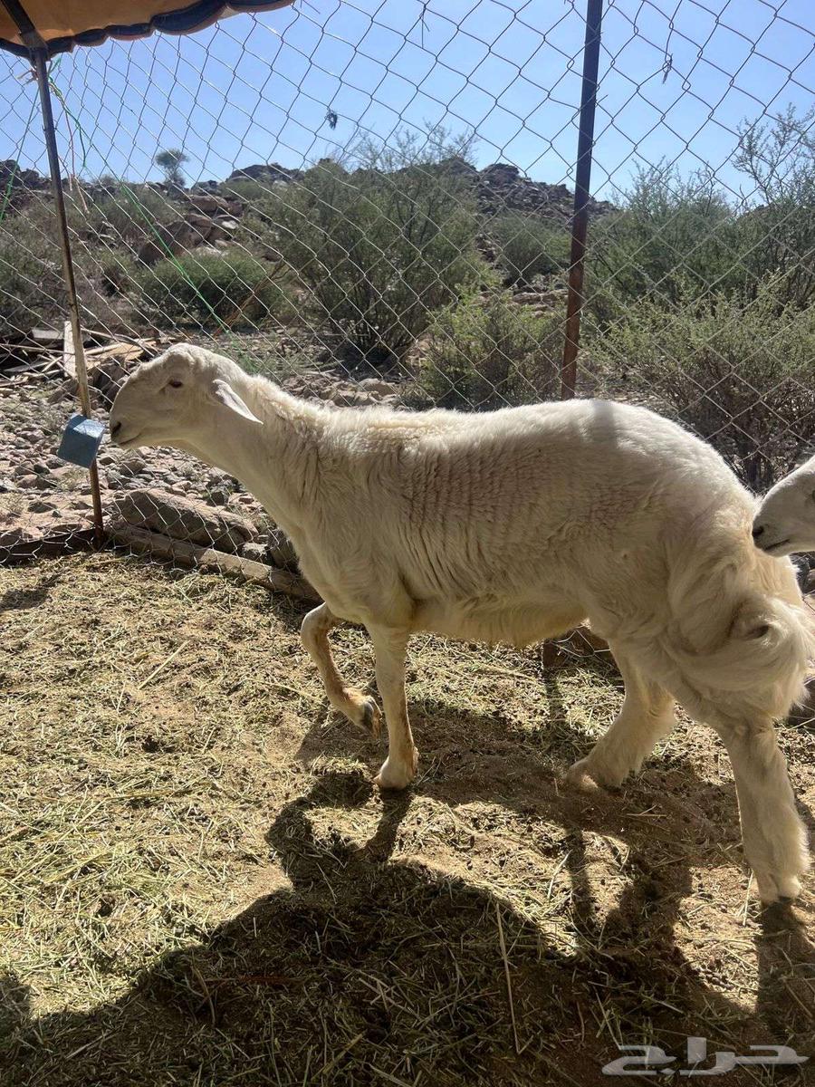 للبيع مشروع فحل64430003719042111