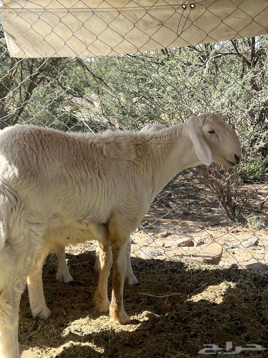 للبيع مشروع فحل64430003719042110