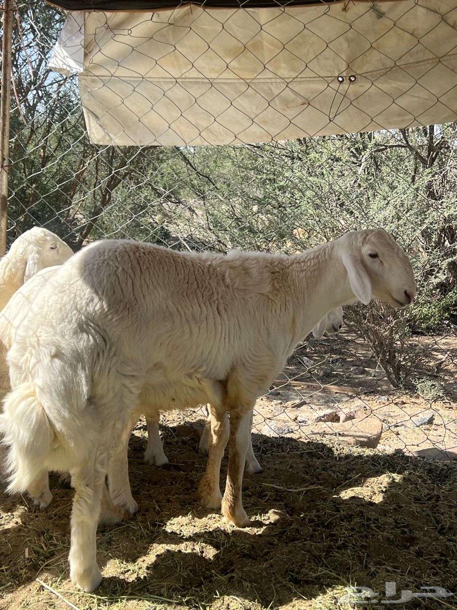 للبيع مشروع فحل64430003719042114