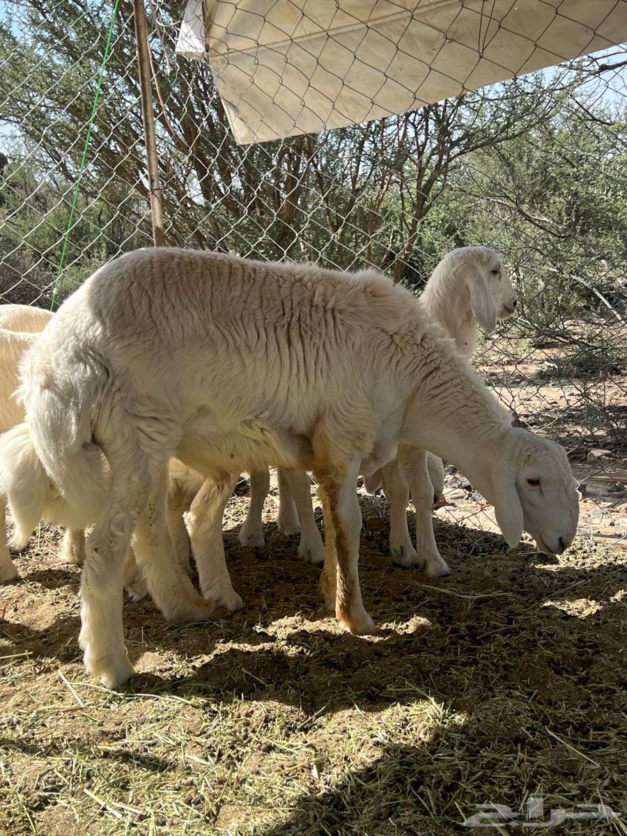 للبيع مشروع فحل64430003719042112