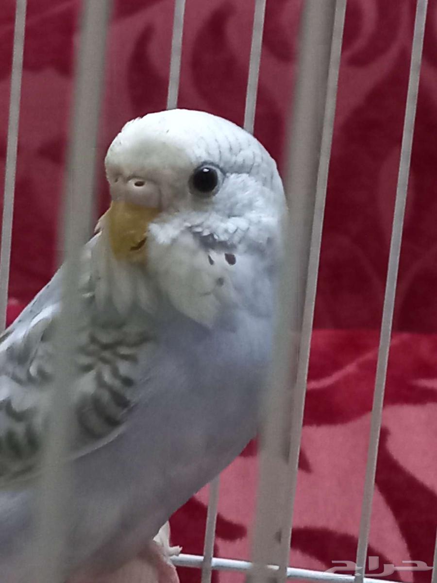 Parakeets for sale64430461989889112