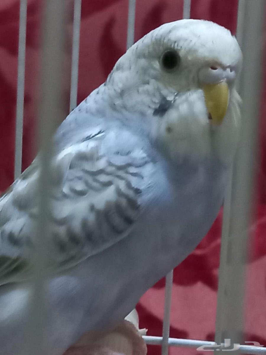 Parakeets for sale64430461989889111