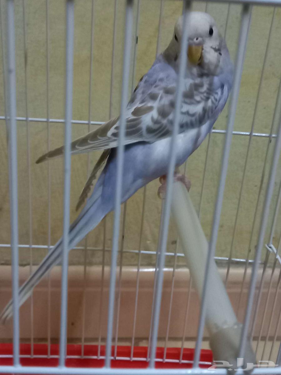 Parakeets for sale64430461989889110
