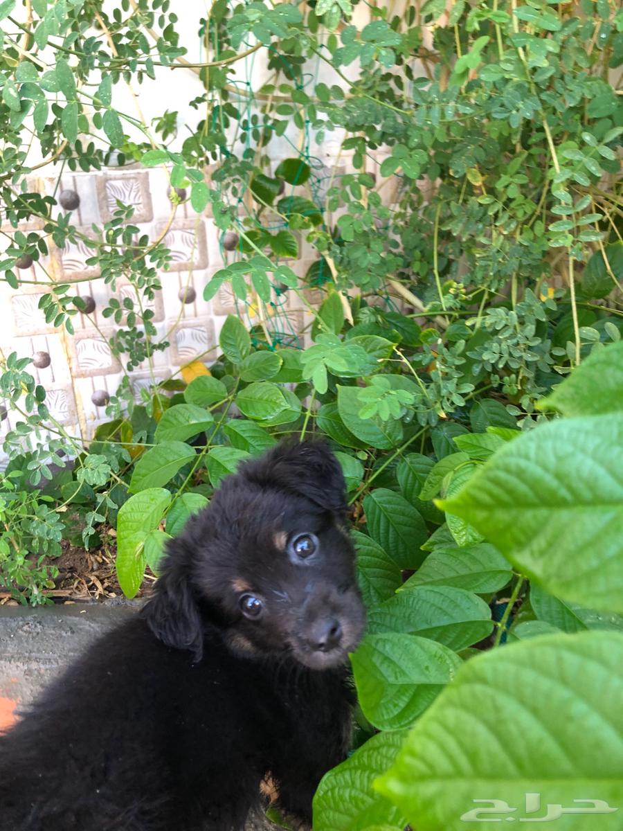 جرو جيرمن شيبرد للبيع64430913880705112