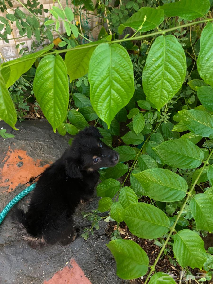 جرو جيرمن شيبرد للبيع64430913880705113