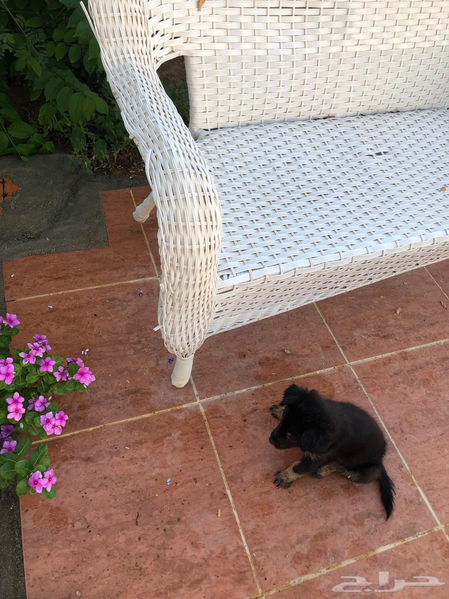 جرو جيرمن شيبرد للبيع64430913880705114