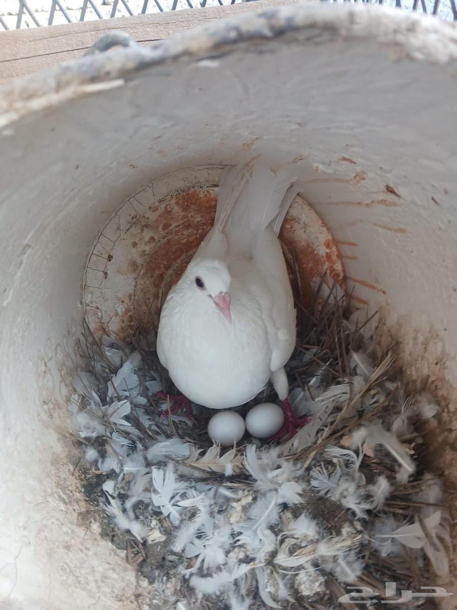 حمام فرنسي سوبر جامبو64431685285121110