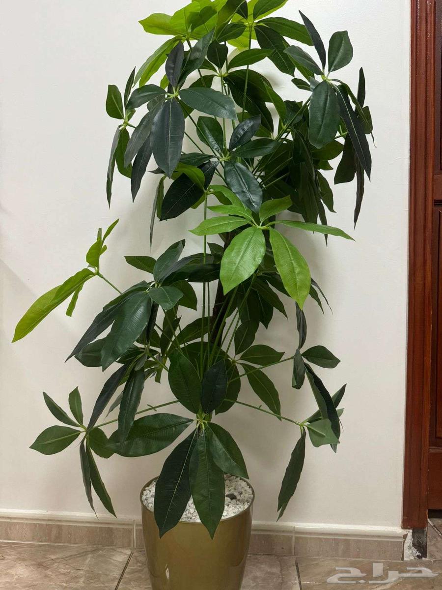 مكة المكرمة - السبهاني64431978349826111