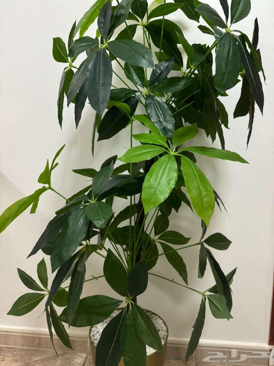 مكة المكرمة - السبهاني64431978349826112