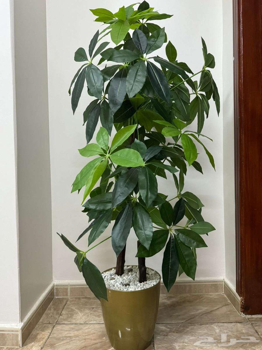 مكة المكرمة - السبهاني64431978349826110