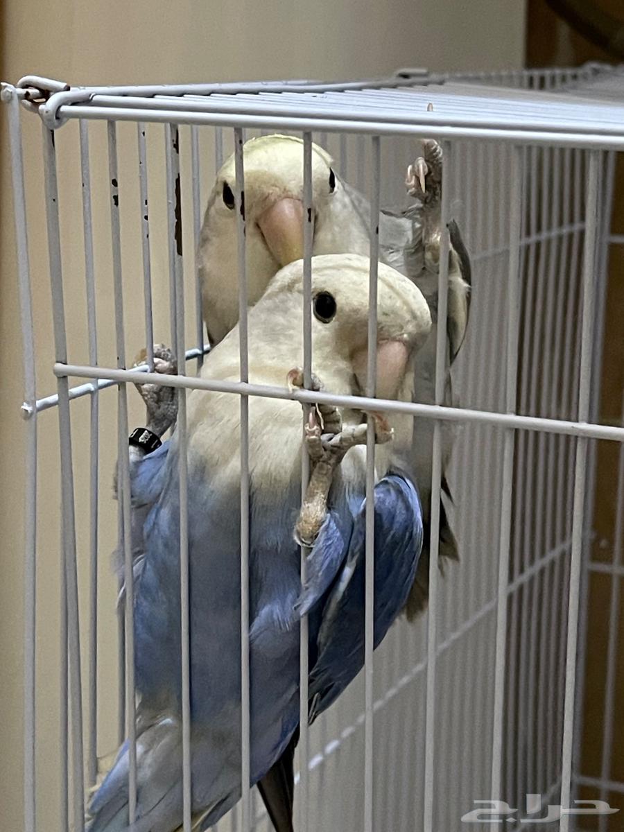 للبيع طيور روز ذكر وانثى مع قفص واكل64432632532994111