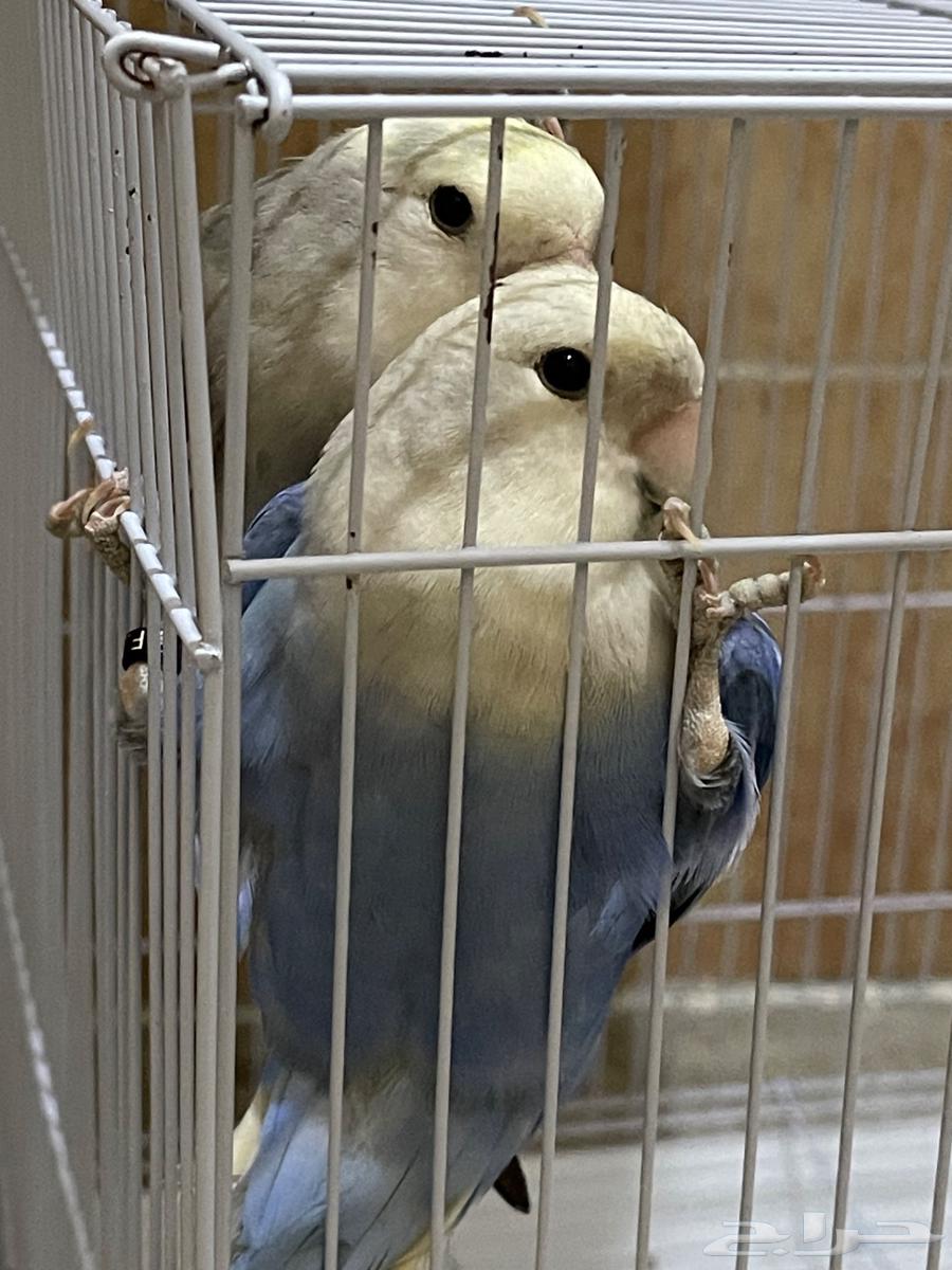 للبيع طيور روز ذكر وانثى مع قفص واكل64432632532994113