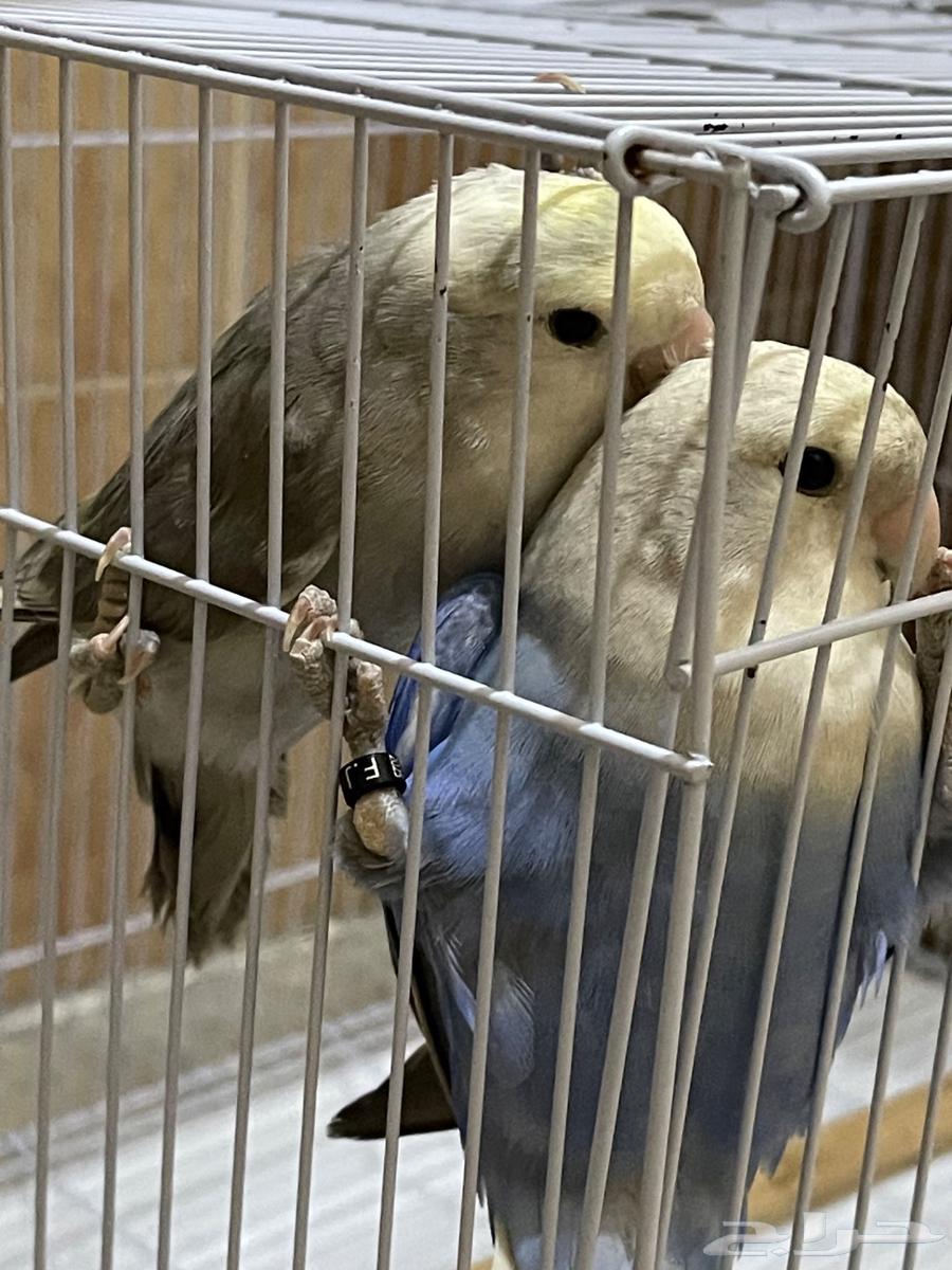 للبيع طيور روز ذكر وانثى مع قفص واكل64432632532994112