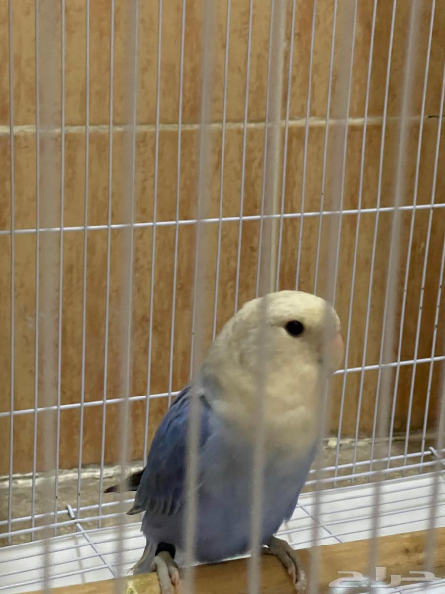 للبيع طيور روز ذكر وانثى مع قفص واكل64432632532994110