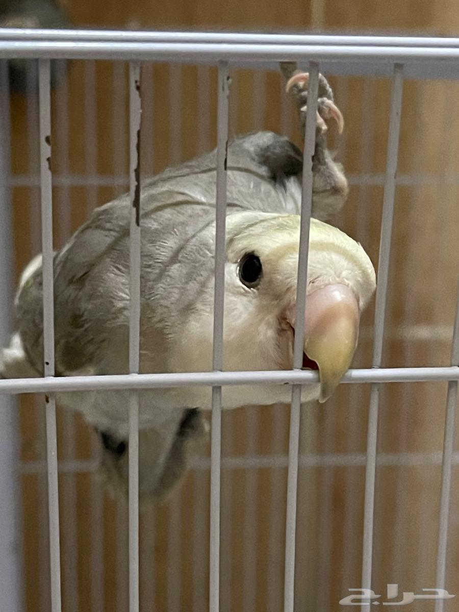للبيع طيور روز ذكر وانثى مع قفص واكل64432632532994114