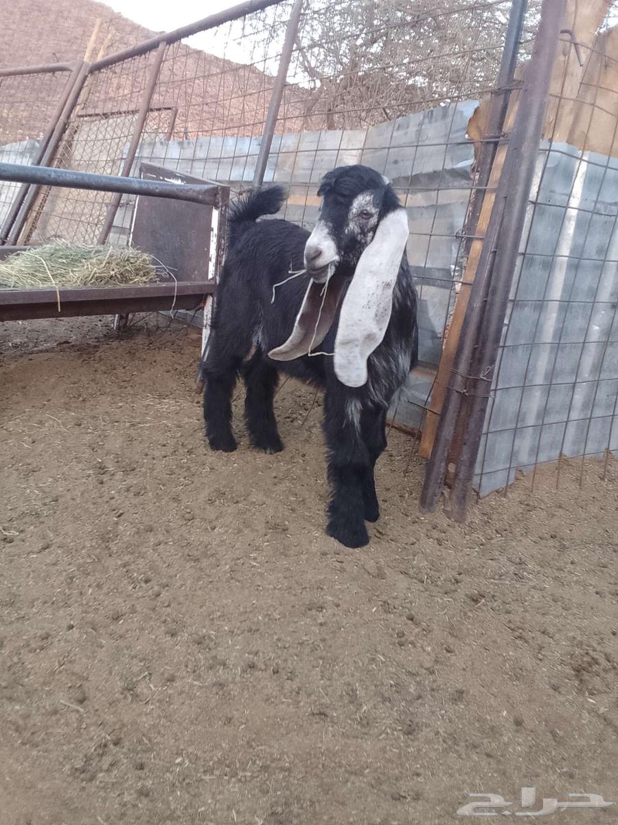 Project Buck Show Goat64432863273091110