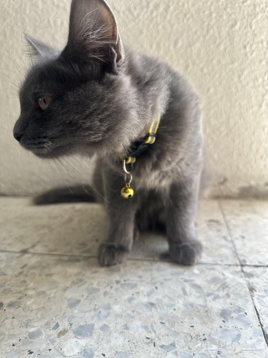 قط للبيع64433080529537110