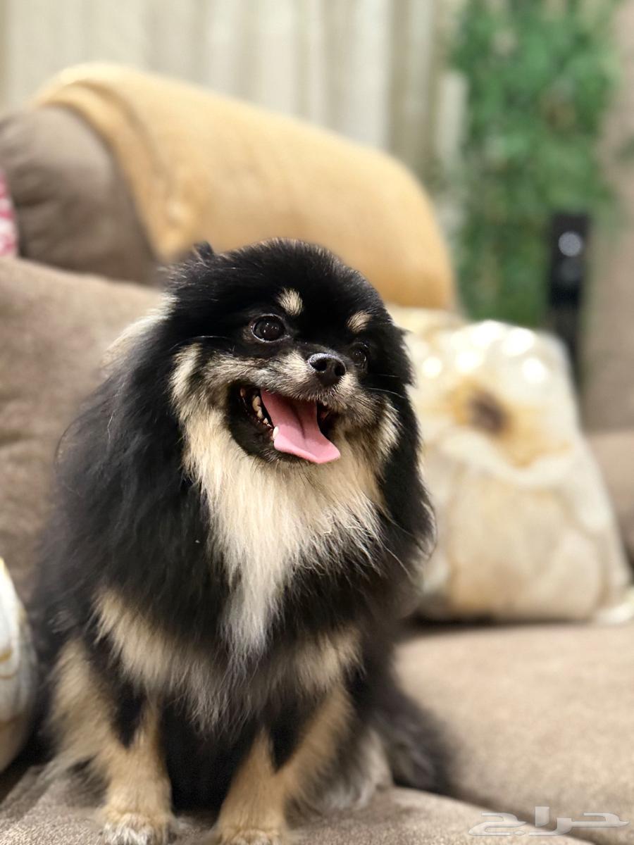 بومرينيان تي كب انثى64433350518657110