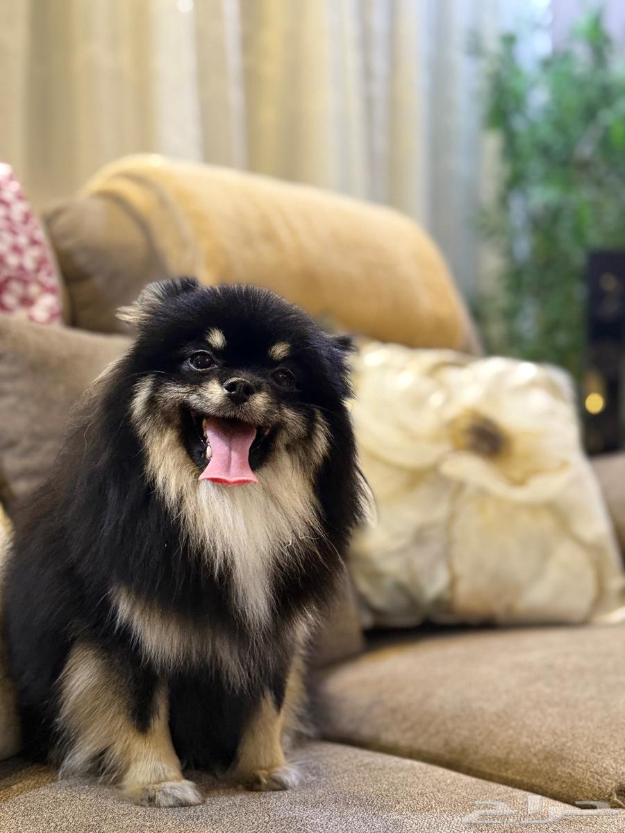 بومرينيان تي كب انثى64433350518657111