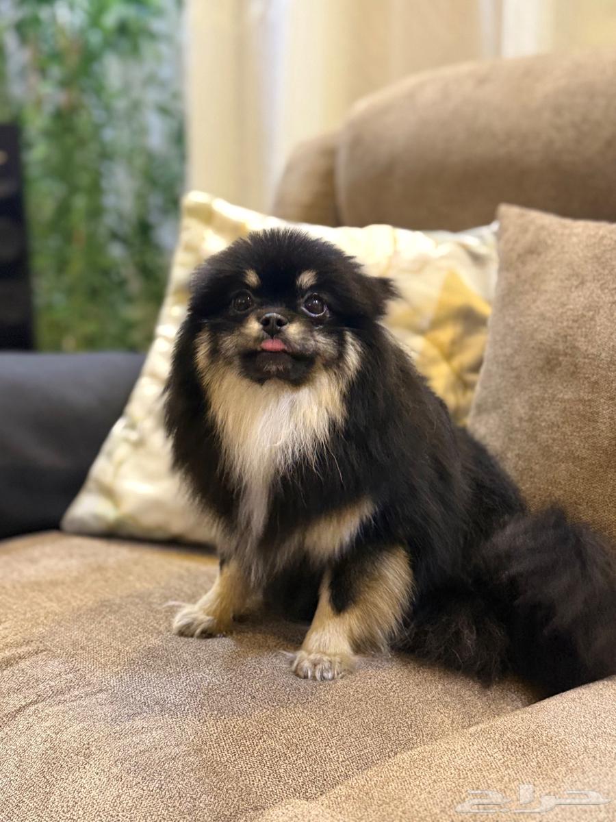 بومرينيان تي كب انثى64433350518657113