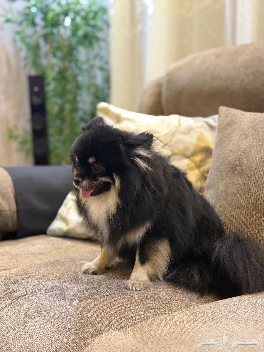 بومرينيان تي كب انثى64433350518657114