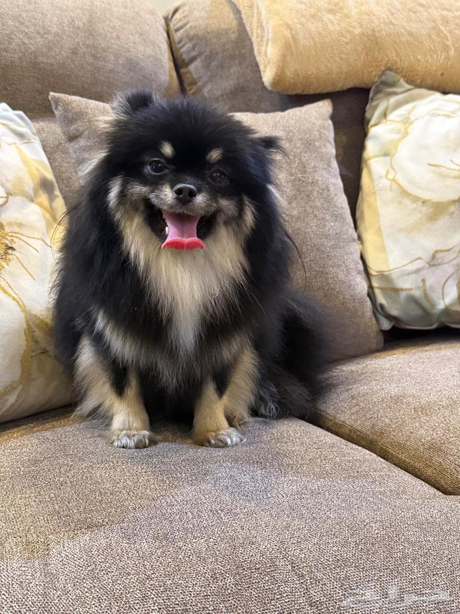 بومرينيان تي كب انثى64433350518657112