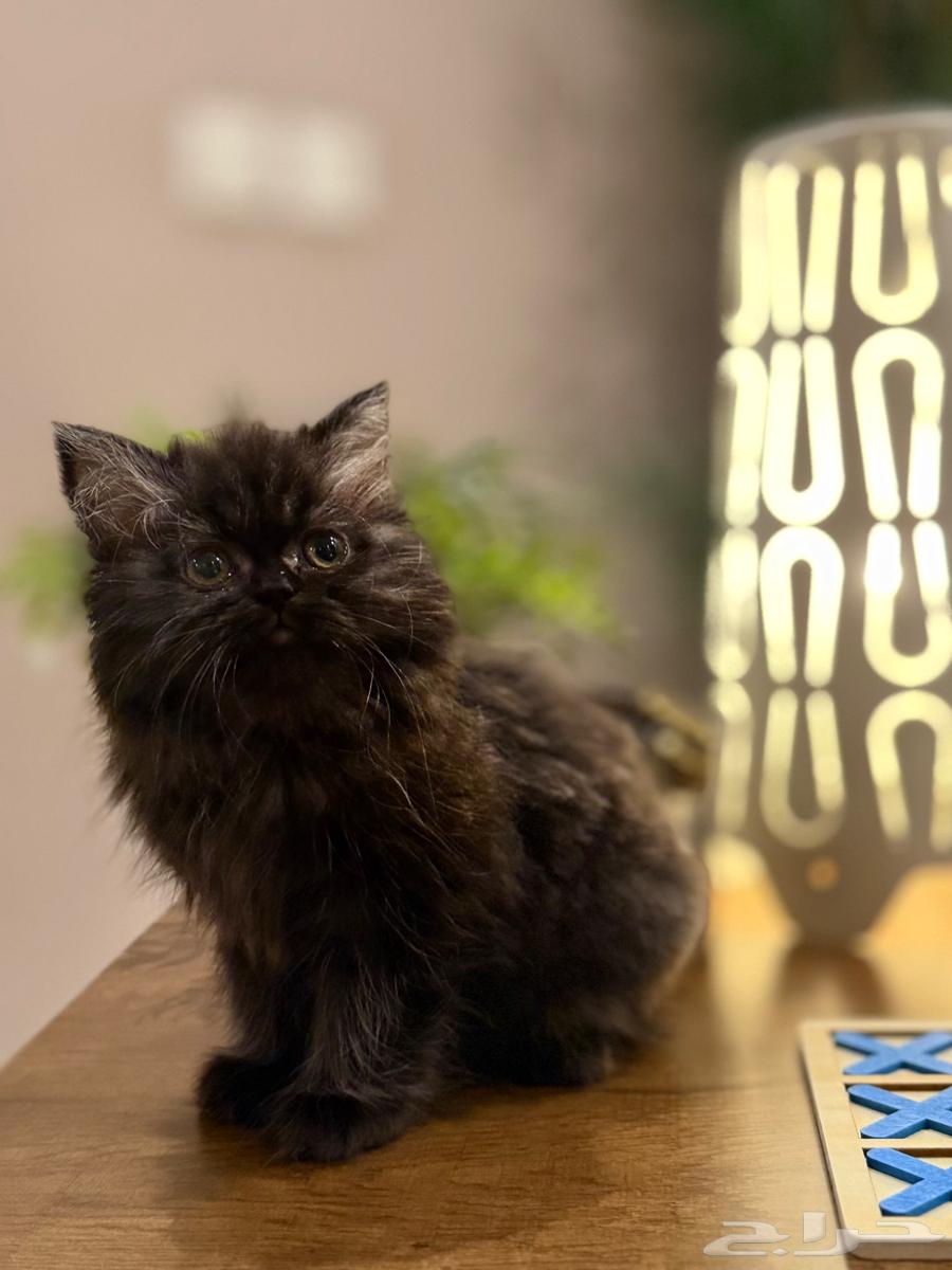 تم البيع64434768445186112