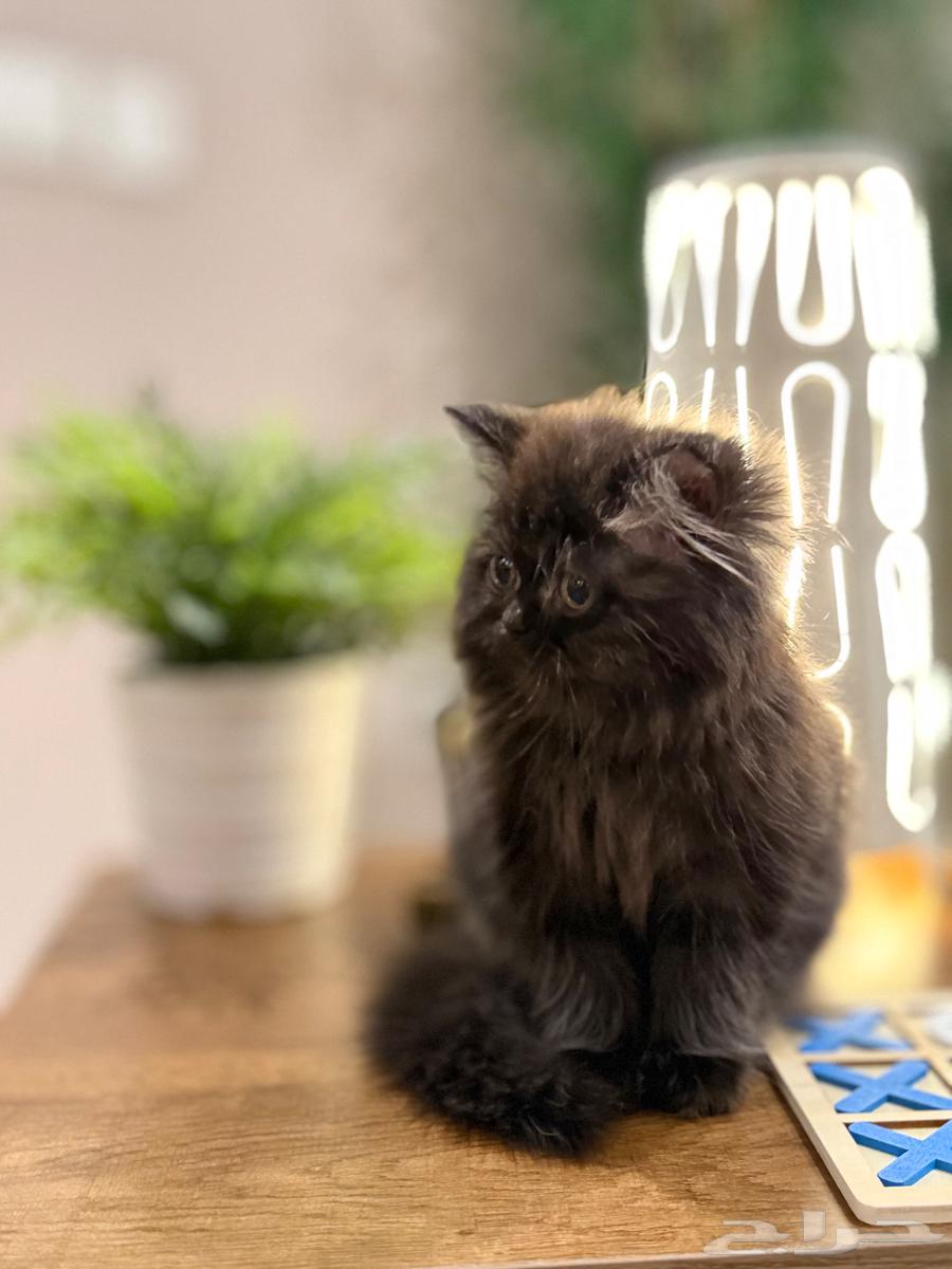 تم البيع64434768445186113