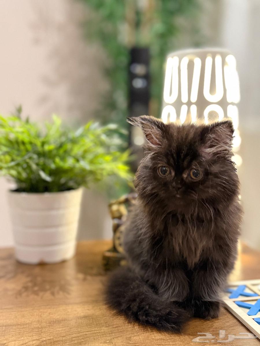 تم البيع64434768445186114