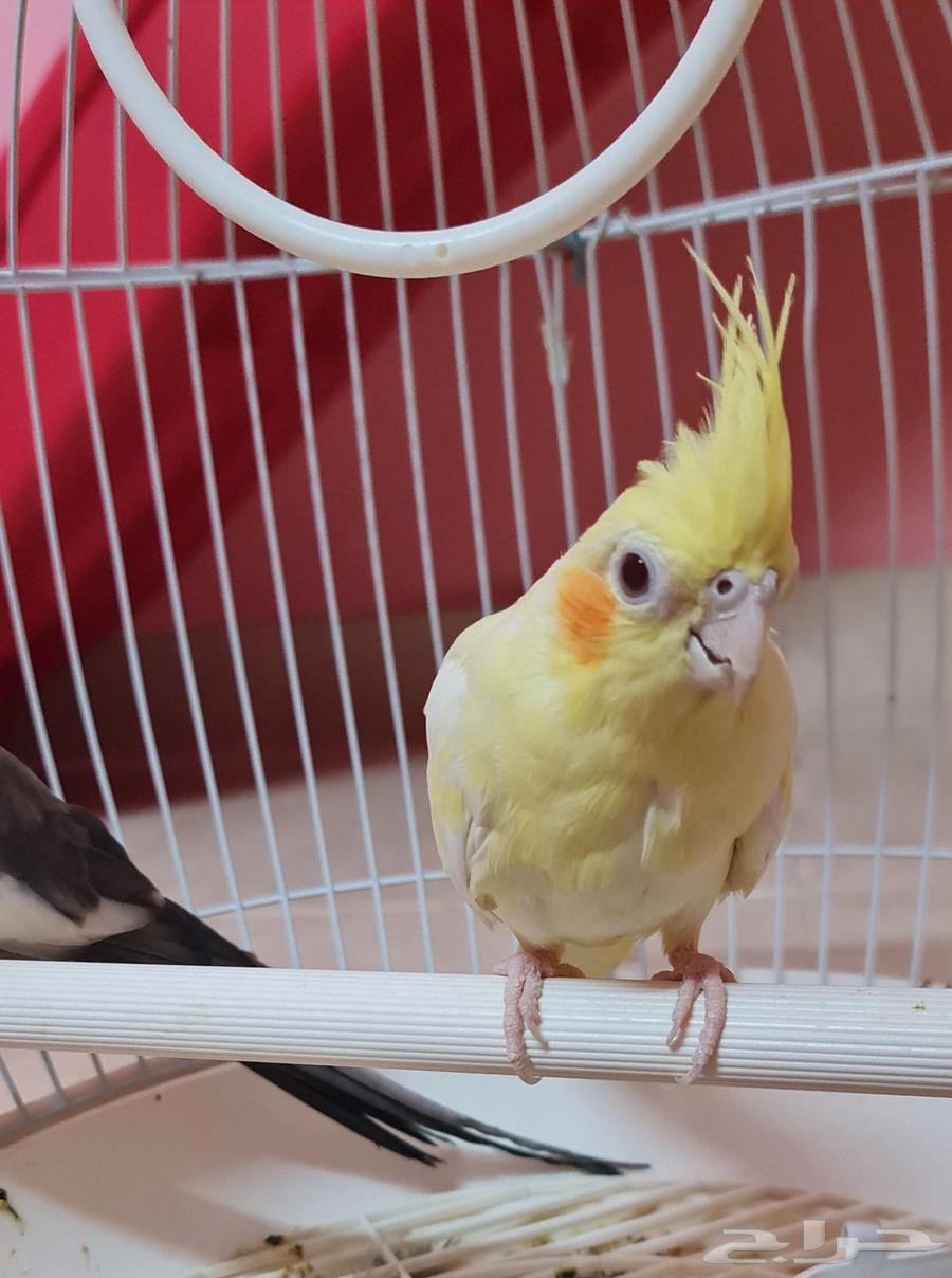 Crown case64433579724929112