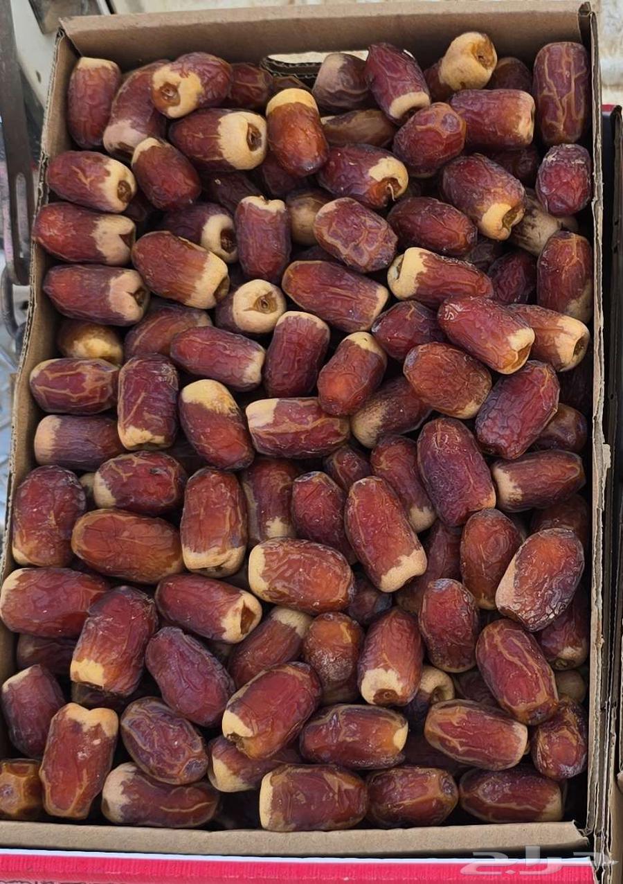 صقعي مزارع الخرج متعوب عليه64431814637185110