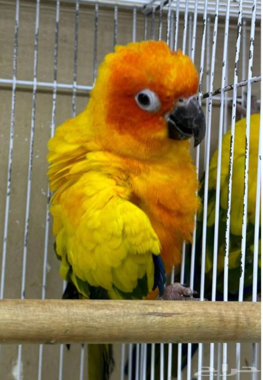 ببغاء كينور اناناس64429722002819111