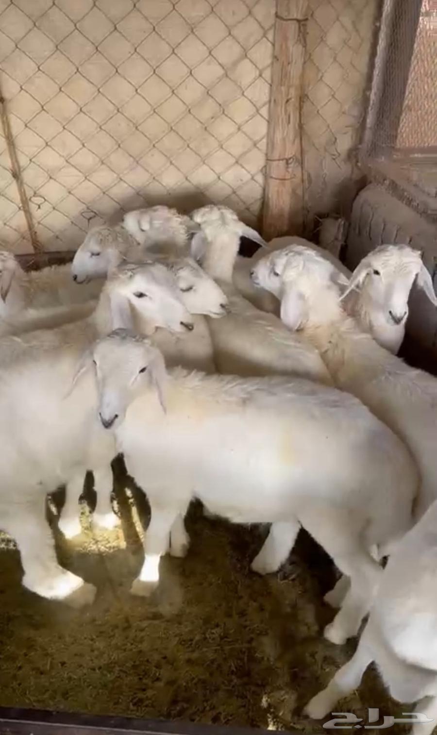 Italian production of mareh, cleanliness required64432264645762112