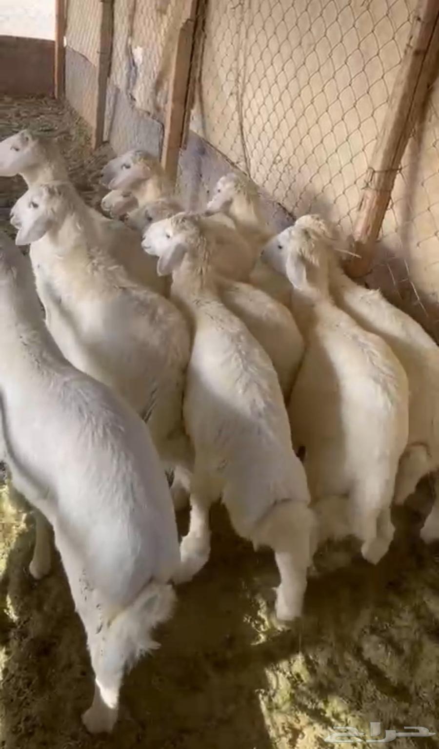 Italian production of mareh, cleanliness required64432264645762110