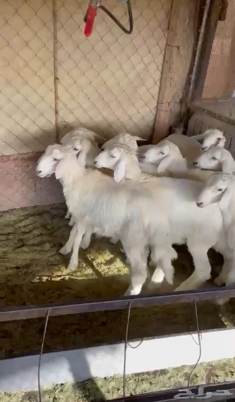 Italian production of mareh, cleanliness required64432264645762113