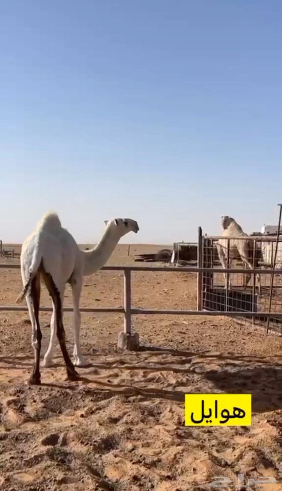 للبيع بكره رمانيه كفو64429143412610110