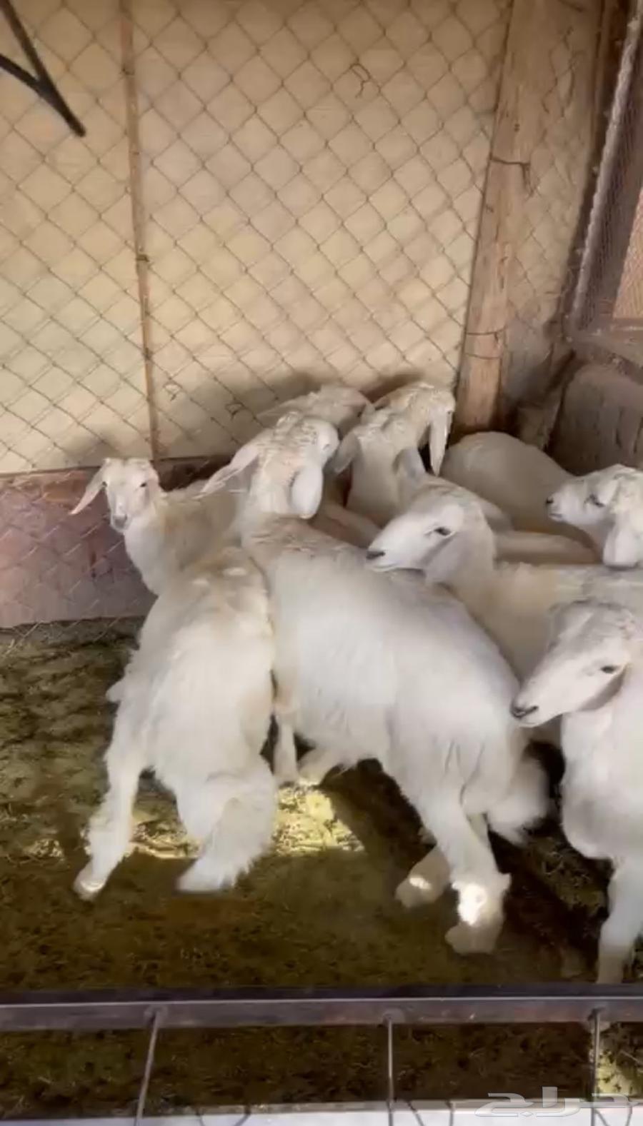 Italian production of mareh, cleanliness required64432264645762111