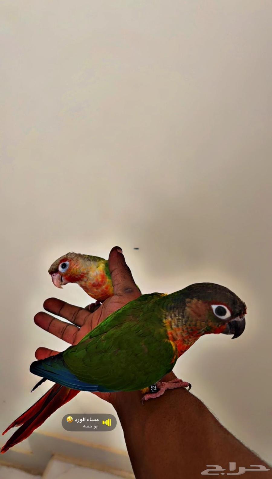 Kinyor number 264433161804417110