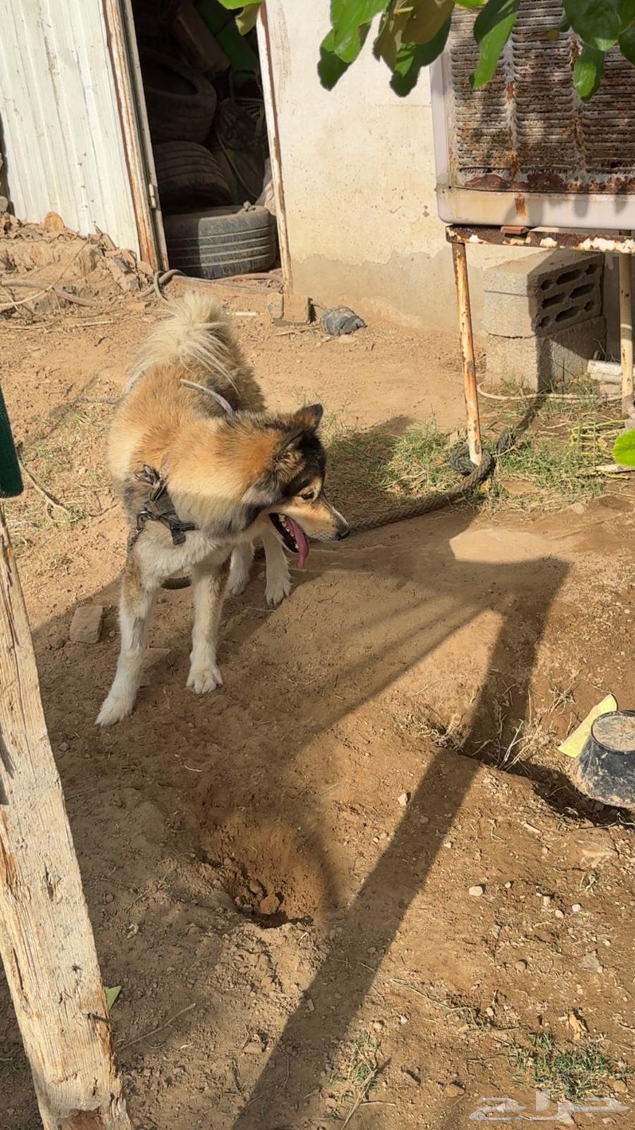 كلب هاسكي انثى للبيع64463517998465110