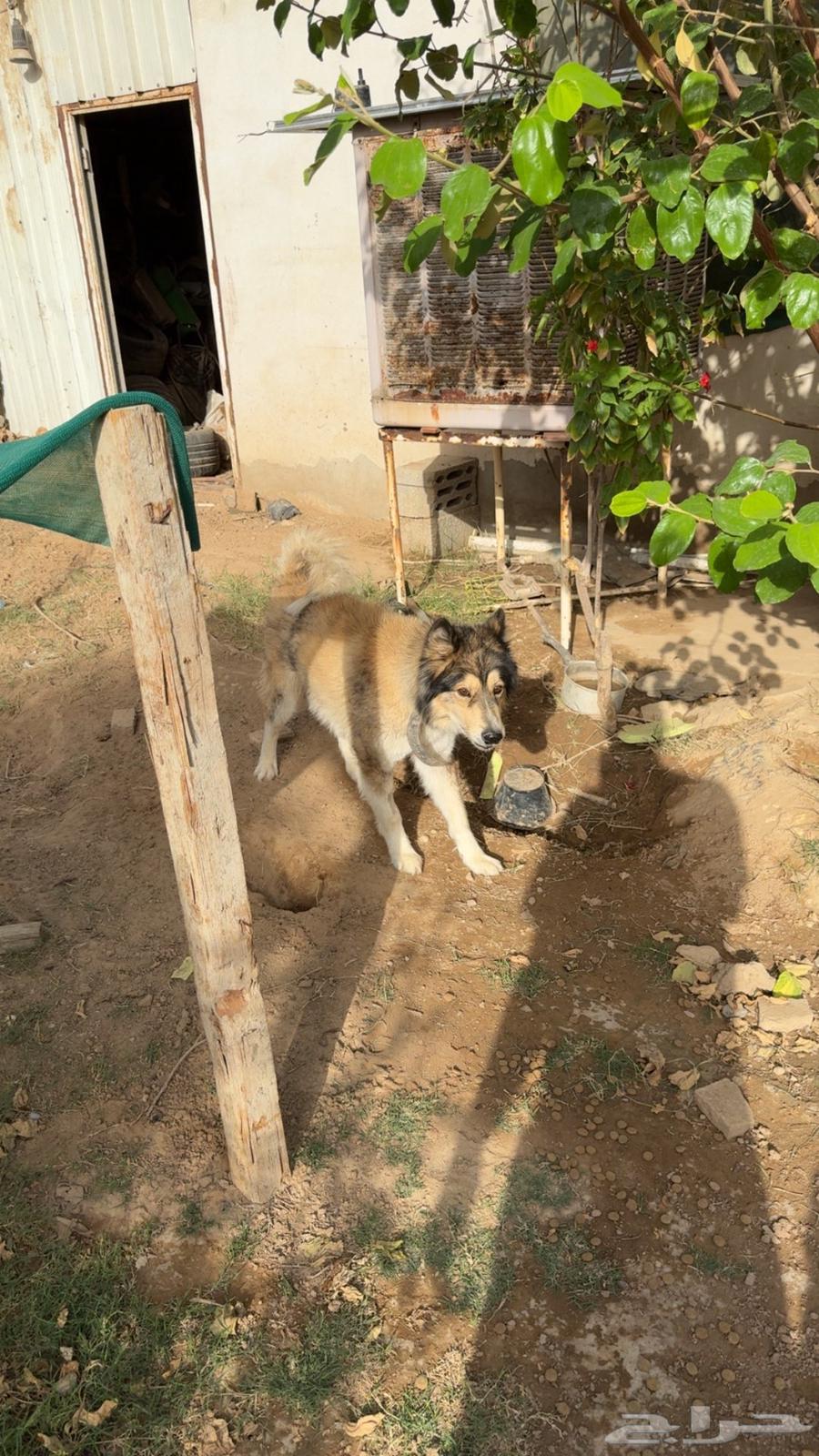 كلب هاسكي انثى للبيع64463517998465112