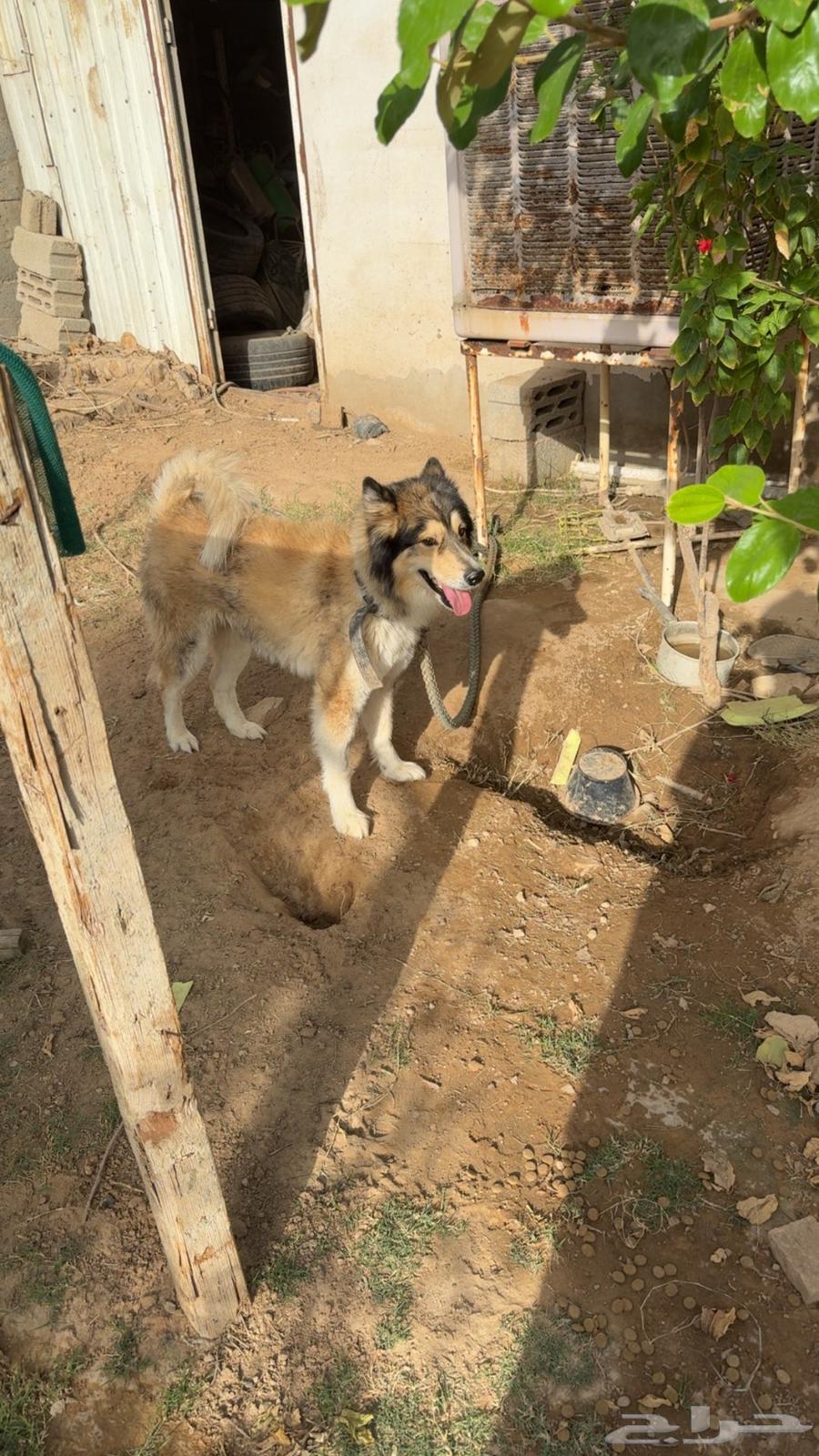 كلب هاسكي انثى للبيع64463517998465111