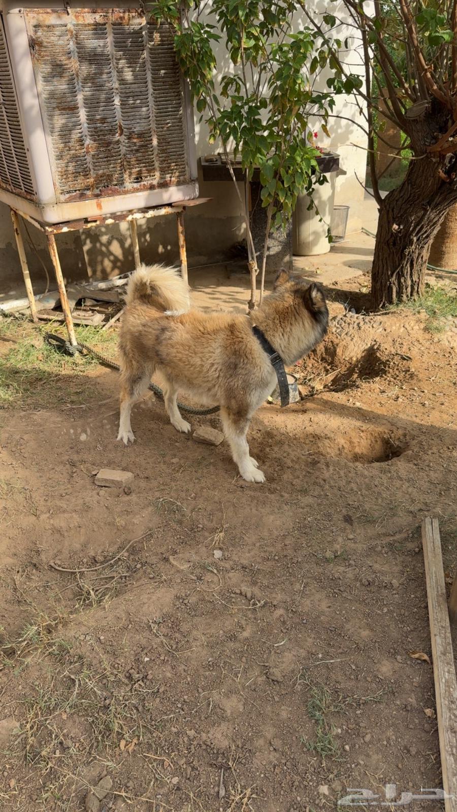 كلب هاسكي انثى للبيع64463517998465113