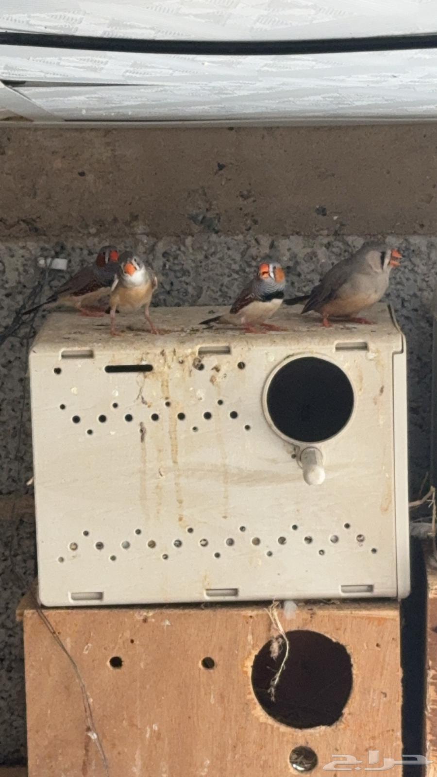 ازواج زيبرا هولندي واسترالي64428603324674114