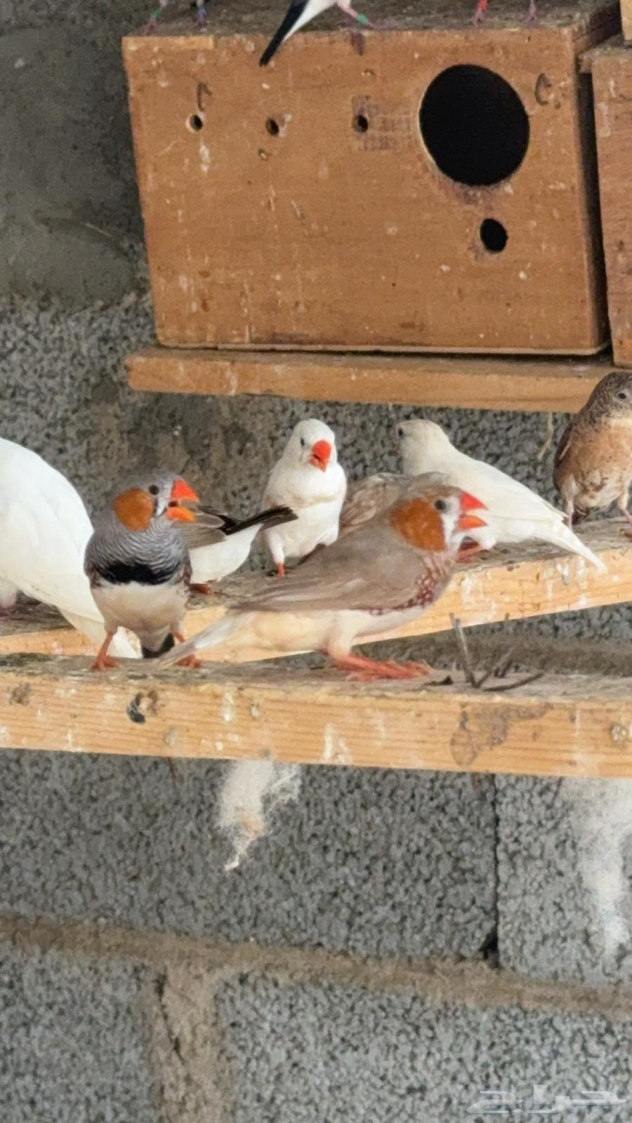 ازواج زيبرا هولندي واسترالي64428603324674113