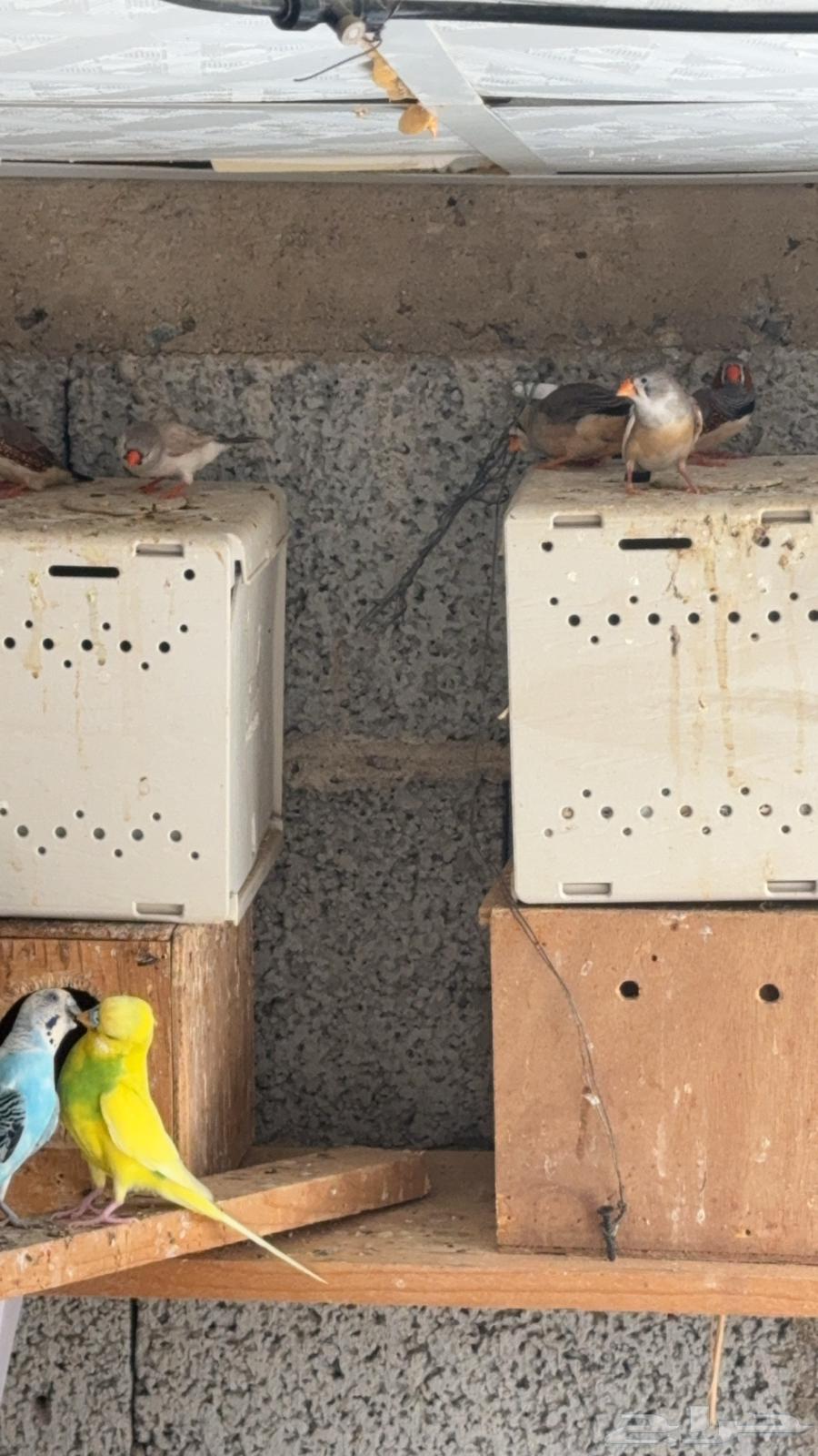 ازواج زيبرا هولندي واسترالي64428603324674110