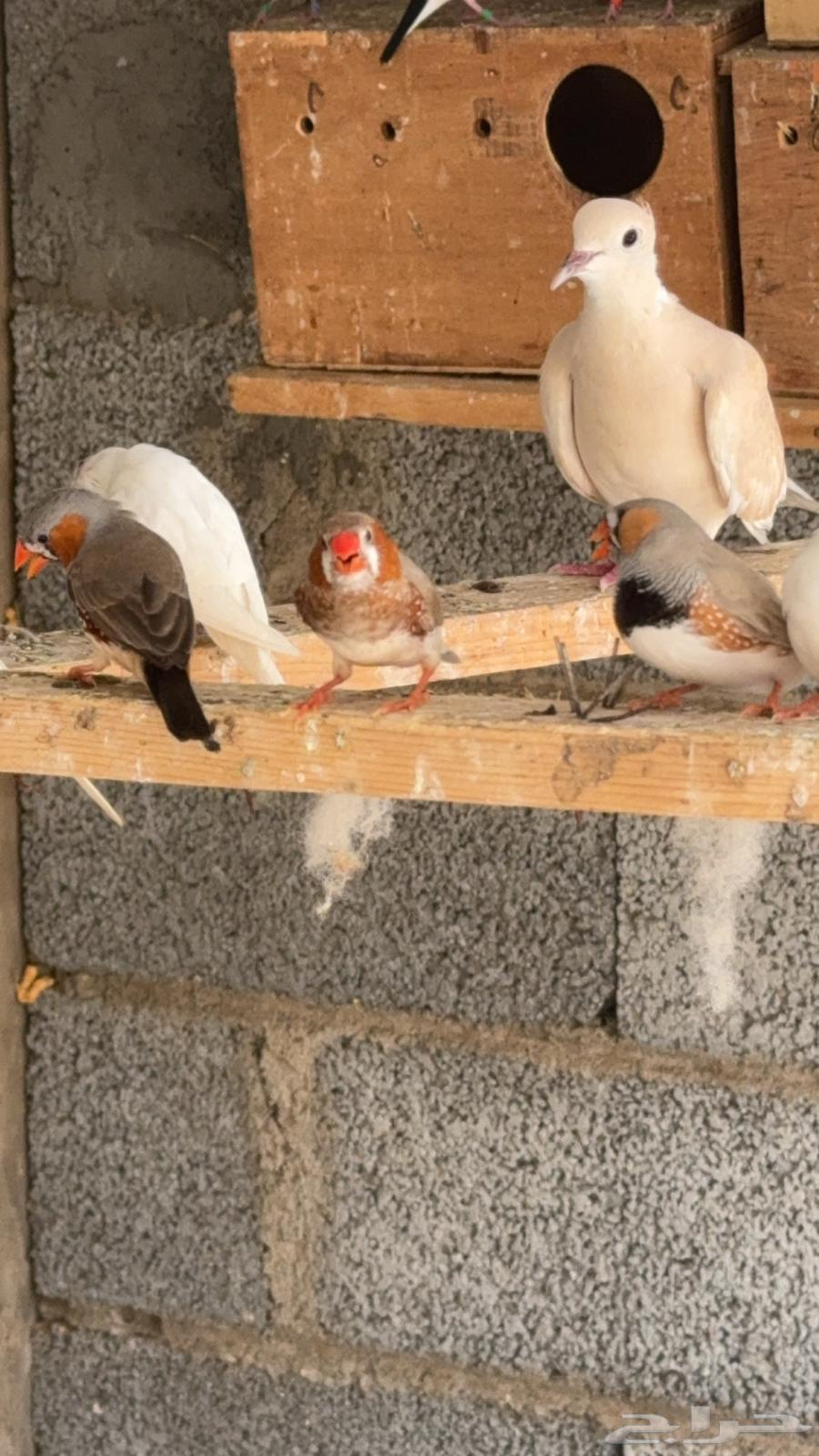 ازواج زيبرا هولندي واسترالي64428603324674112