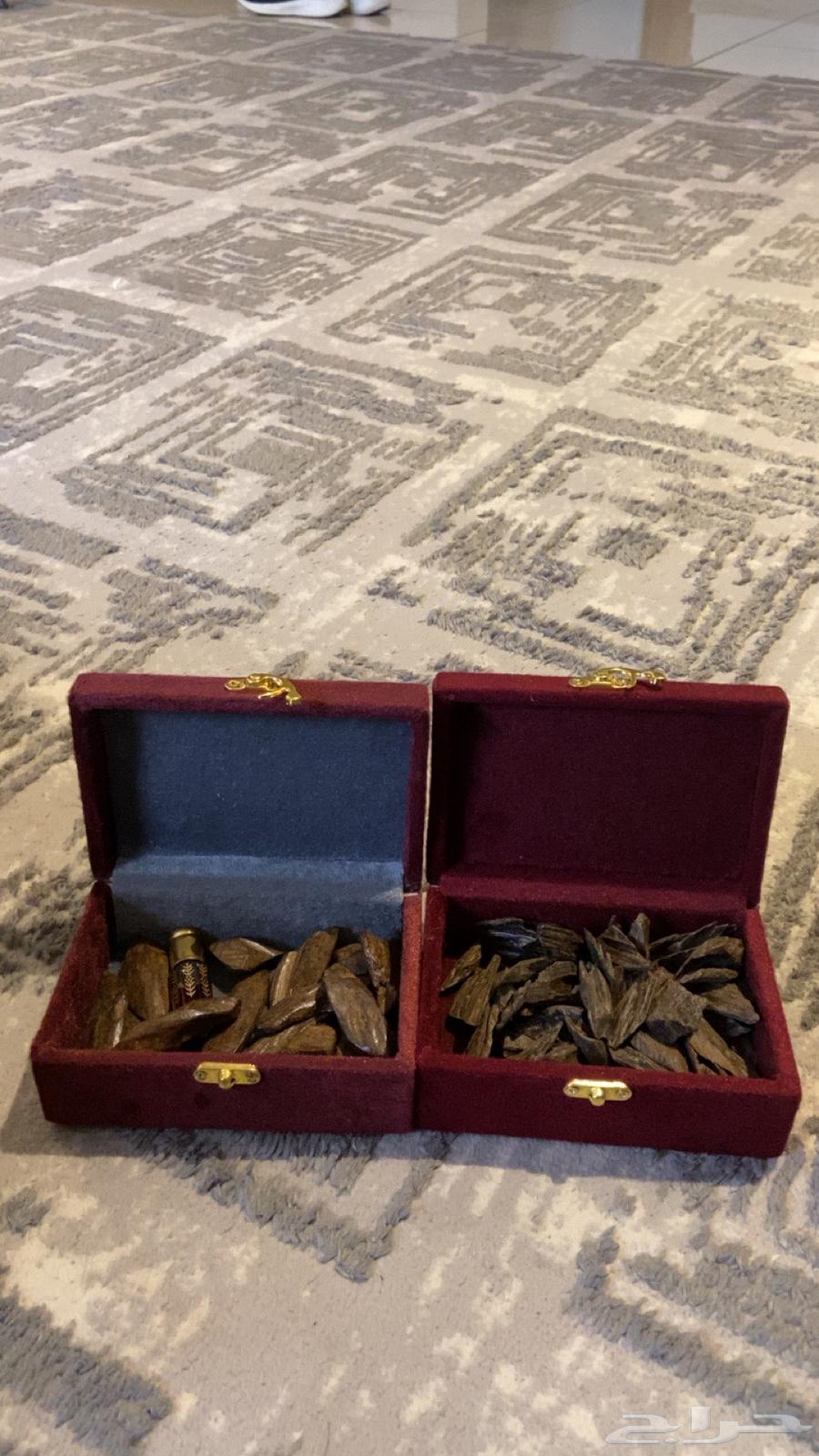 العود الازرق الملكي تبوك توصيل فوري64429357356162111